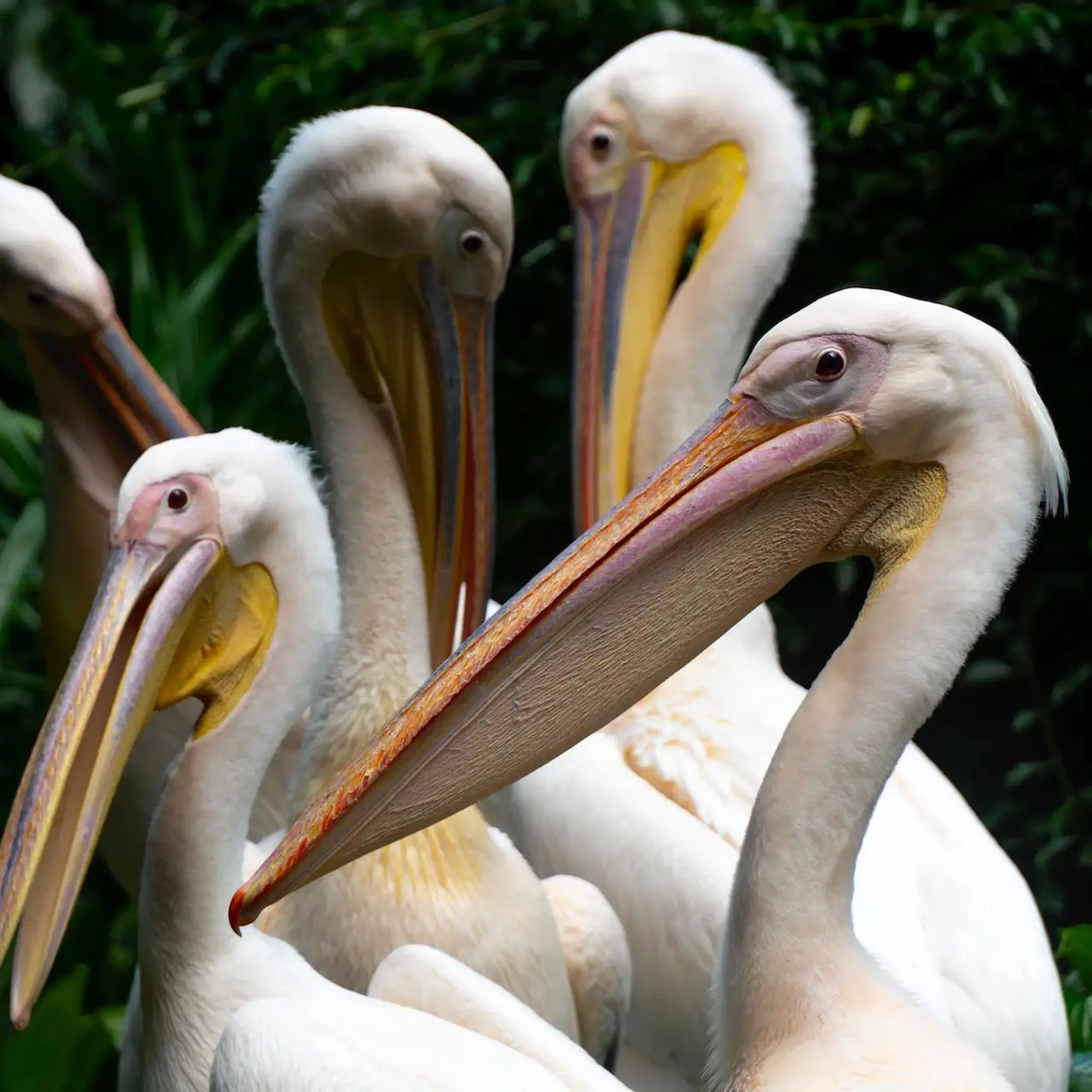 A Brief of Pelicans