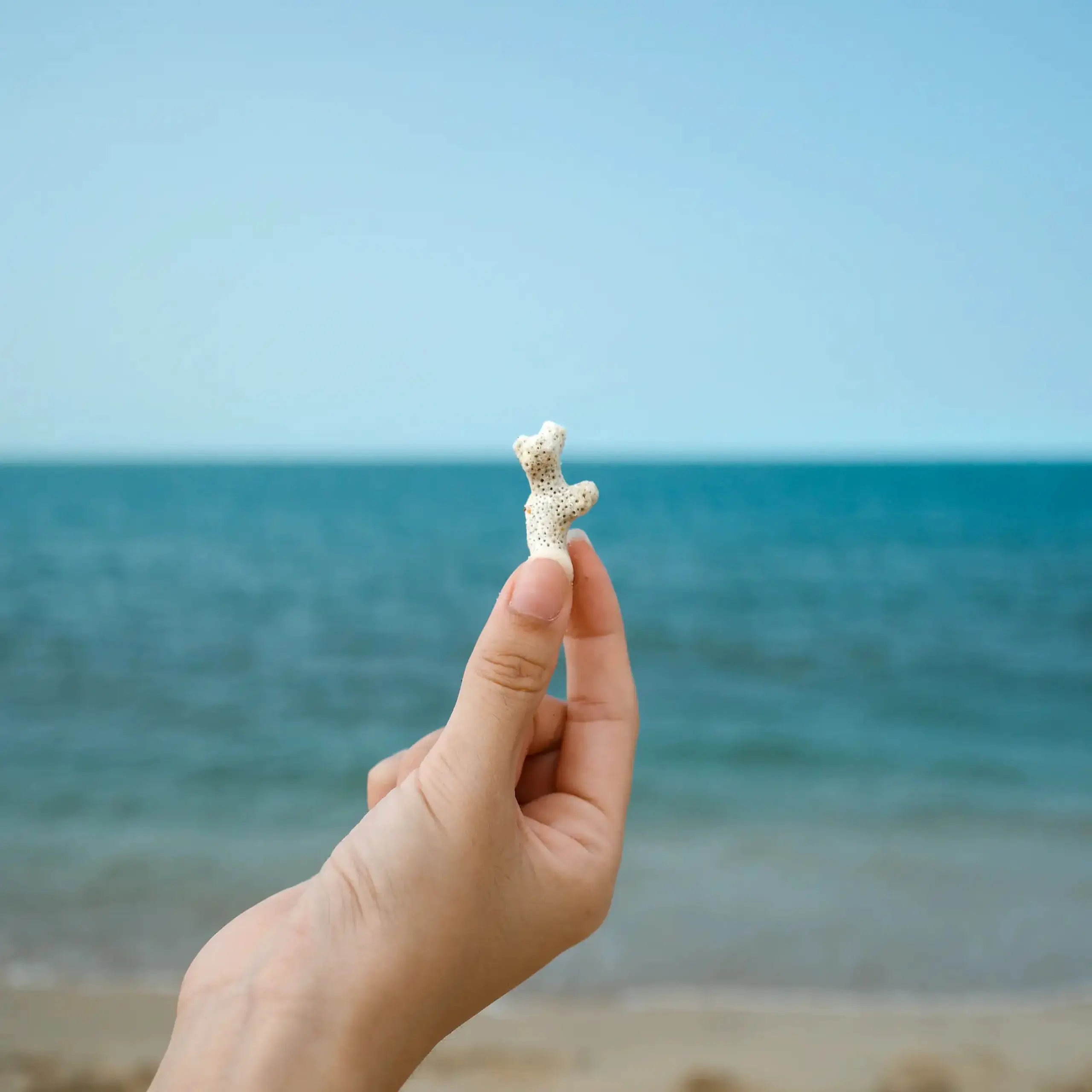 Hand Holding a Dried Sea Coral